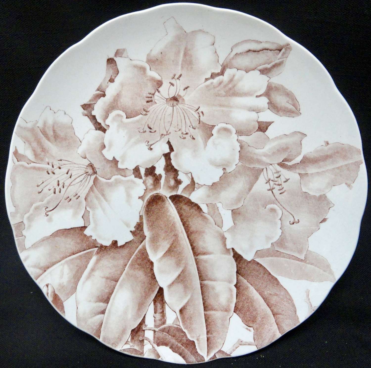 Magnolia Brown Transfer Printed Plate ~ 1885