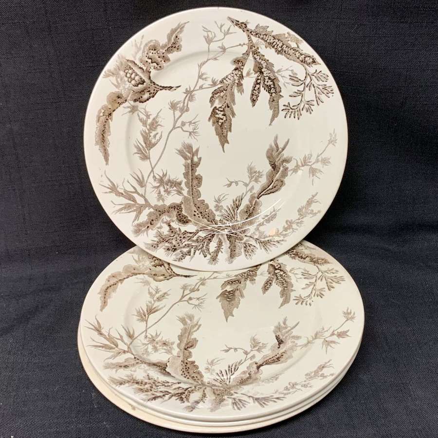 1883 ~ Brown Wedgwood Staffordshire Plates ~ SEAWEED 14 available