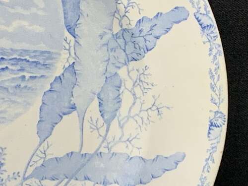 Victorian Blue Transferware Seashells Seaweed Plate ~ OCEANIC 1882