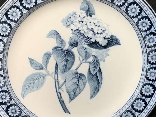 Wedgwood Blue Transfer Printed Dinner Plate ~ HYDRANGEA 1879