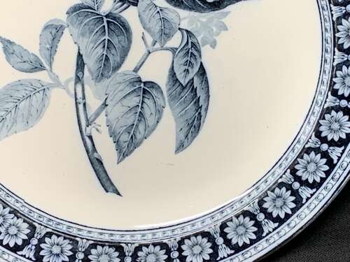Wedgwood Blue Transfer Printed Dinner Plate ~ HYDRANGEA 1879