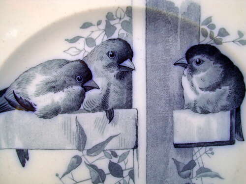 RARE Blue ORNITHOLOGY Plate ~ BIRDS 1870