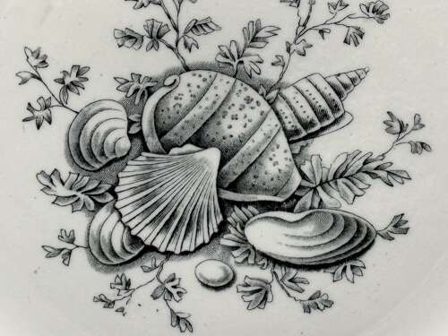 AESTHETIC TRANSFERWARE PLATE ~ SEAWEED SEASHELLS 1876